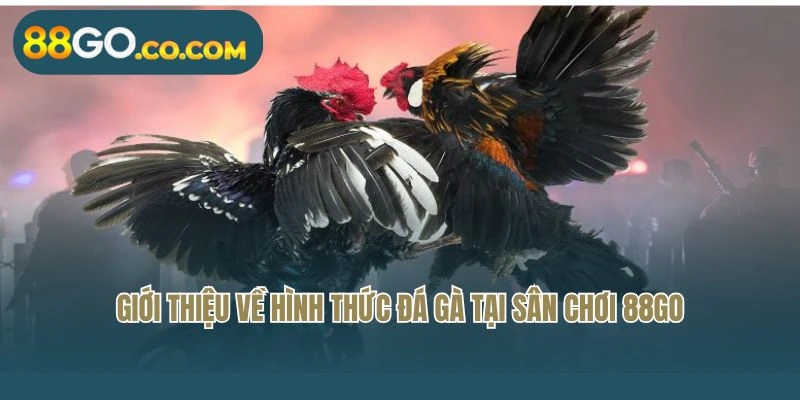 Giới thiệu về hình thức đá gà tại sân chơi 88GO
