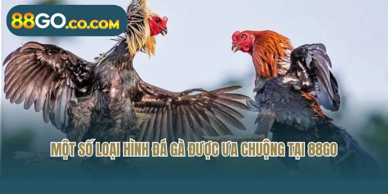 Một số loại hình đá gà được ưa chuộng tại 88GO
